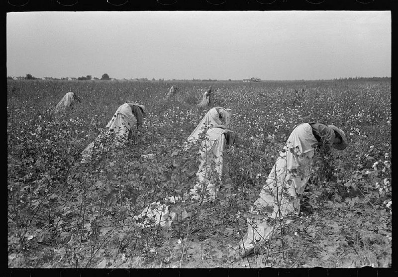 Cotton pickers toil in an Arkansas field. 
