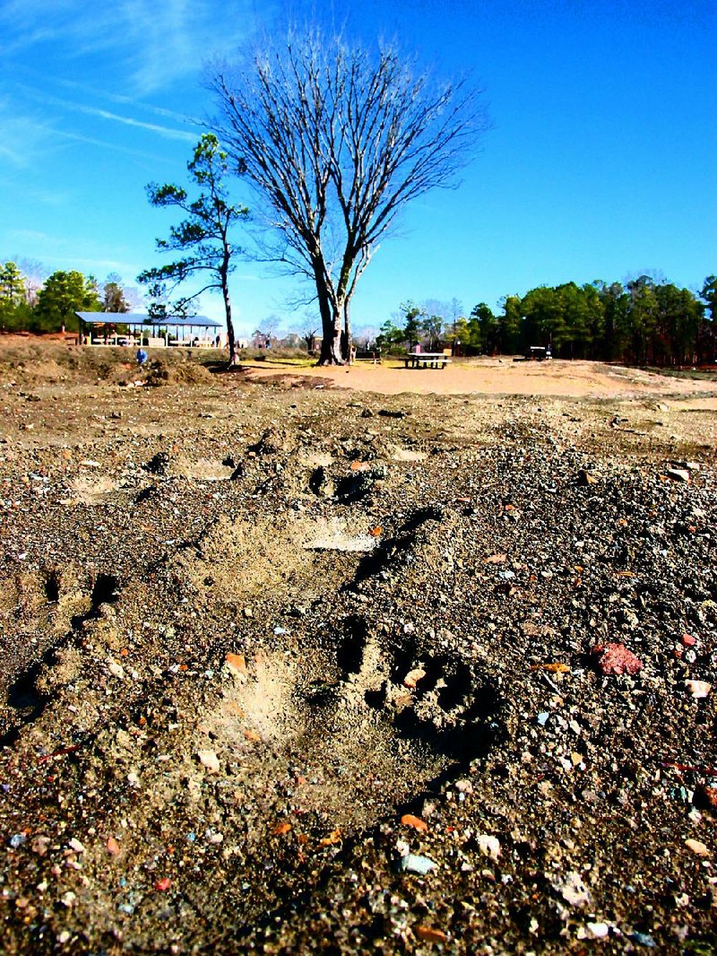 Bigfoot prints at the Crater of Diamonds were a little too close for comfort for one visiting Oklahoma family. Sightings have dramatically increased across the state. Fayetteville-born Otus the Head Cat’s award-winning column of humorous fabrication appears everySaturday.