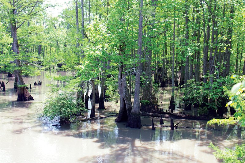 Swamps like those in the Dagmar Wildlife Management Area, pictured here, don’t just harbor big bucks. The swamps are scenic treasures that make a day outdoors unforgettable.