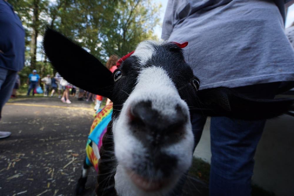 Arkansas Goat Festival