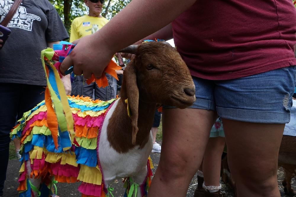 Arkansas Goat Festival