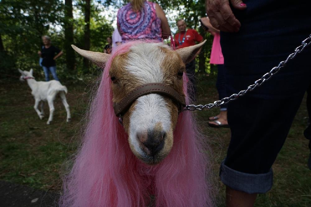 Arkansas Goat Festival