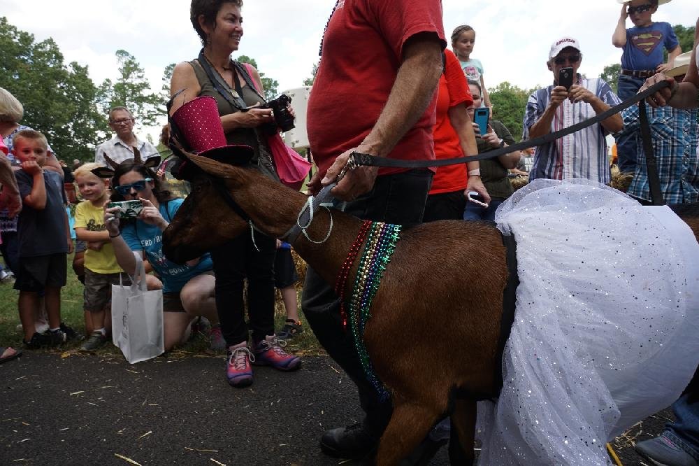 Arkansas Goat Festival