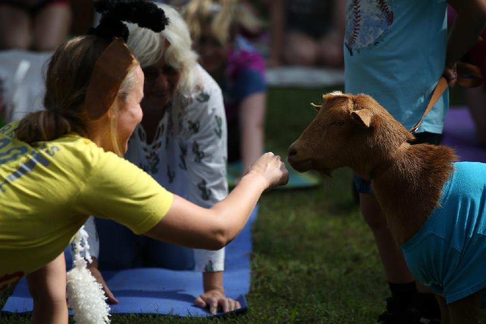 Arkansas Goat Festival