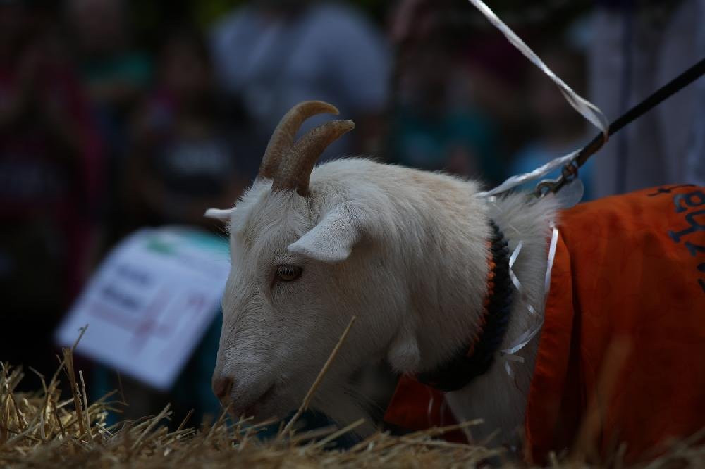 Arkansas Goat Festival