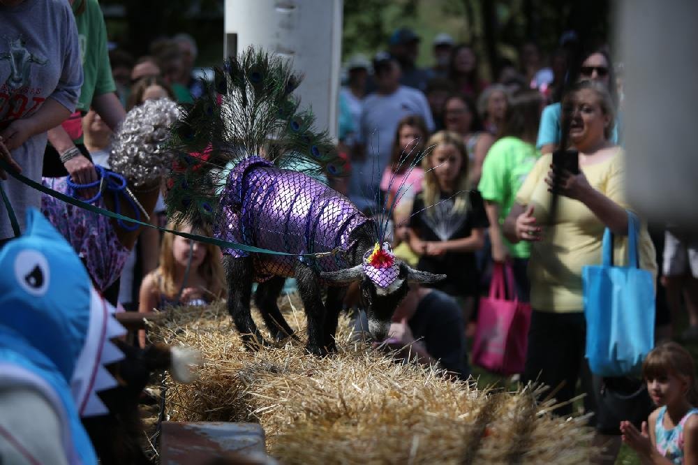 Arkansas Goat Festival