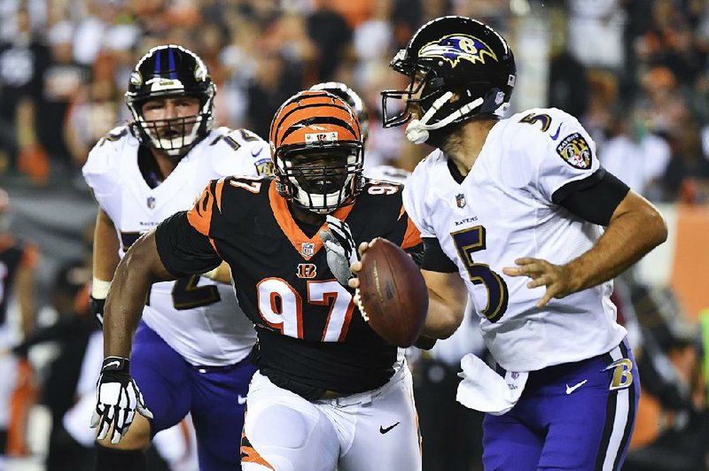 Cincinnati Bengals defensive tackle Geno Atkins (97) pursues  Baltimore Ravens quarterback Joe Flacco (5) in a 34-23 victory  over the Ravens on Sept. 13. Atkins is tied for the NFL lead in  sacks with six after picking up two in Sunday’s 27-17 victory over  the Miami Dolphins.