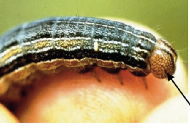 Extension Office Issues Fall Armyworm Management Tips