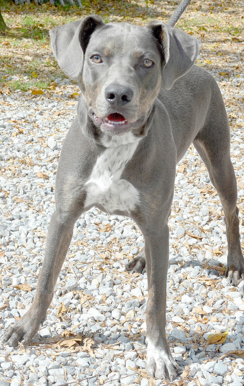 Keith Bryant/The Weekly Vista Jade is a weimaraner mix estimated to be 11 months old. She's good with other dogs and cats and loves all people. Shelter staff said she's a nice dog all around. To adopt any of the dogs or cats at the shelter, stop by 32 Bella Vista Way or call 855-6020. Bella Vista Animal Shelter is a 501(c)3 nonprofit organization. Visit the shelter&#x2019;s Web site at www.petfinder.org/shelters/AR27.html.