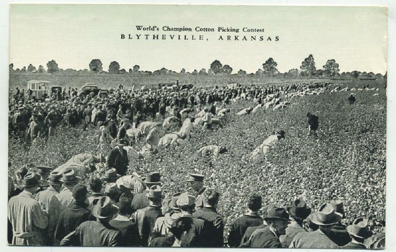 According to the caption on the back of this postcard from 1950, Blytheville’s annual championship cotton picking contest gave $2,000 in cash prizes to the world’s best pickers. 
