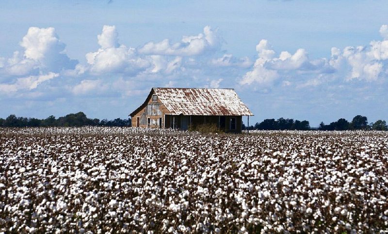 A cotton field is seen near Pickens in Desha County earlier this month. Commodity prices, particularly for soybeans, dropped during the summer as a trade war with China escalated. 