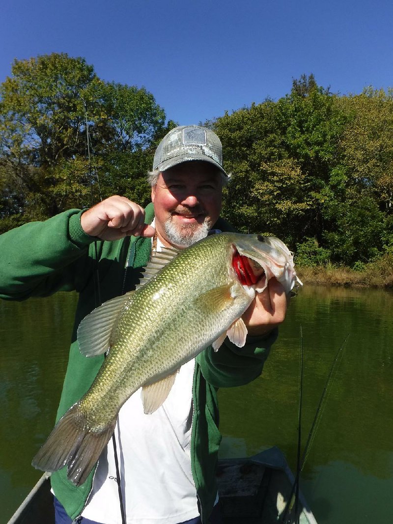 Joe Volpe of Little Rock caught and released eight bass like this one Thursday on a small lake in Pulaski County. 
