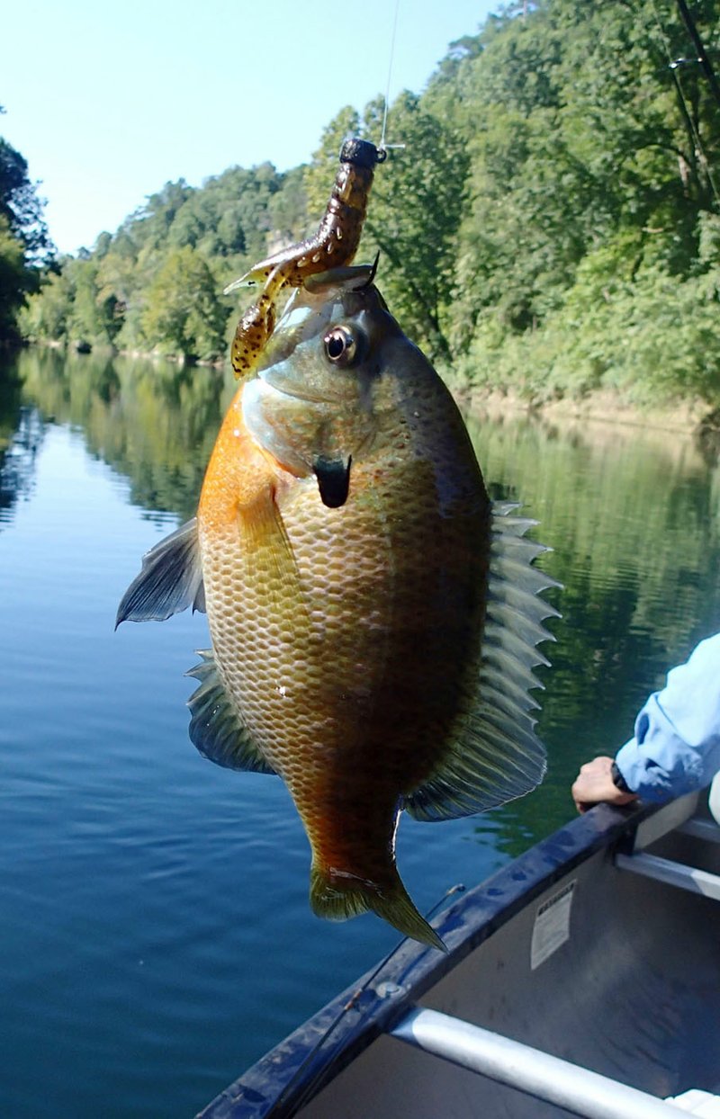 NWA Democrat-Gazette/FLIP PUTTHOFF A sizeable bluegill bit on a soft plastic lure on the Illinois River.