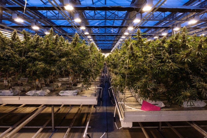 Cannabis plants grow at the CannTrust Holdings Inc. production facility in Fenwick, Ontario. Canada, which has allowed medical marijuana for almost two decades, legalizes the drug for recreational use on Oct. 17. 