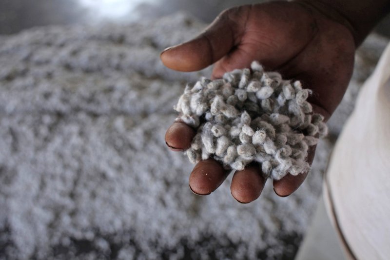 Cotton seeds in Wankaner, India, on Dec. 18, 2011. 