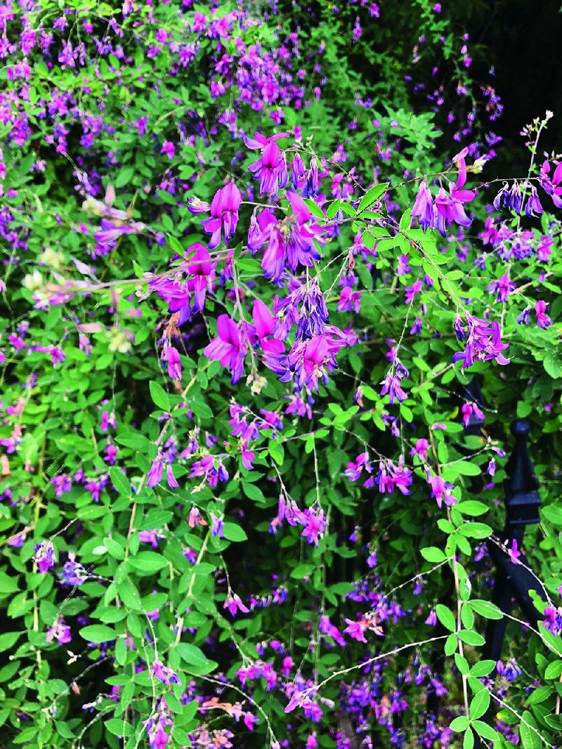 Bush lespedeza or bush clover is a deciduous shrub that can grow 6 feet tall and 6 feet wide. It usually blooms in late summer or early fall. 