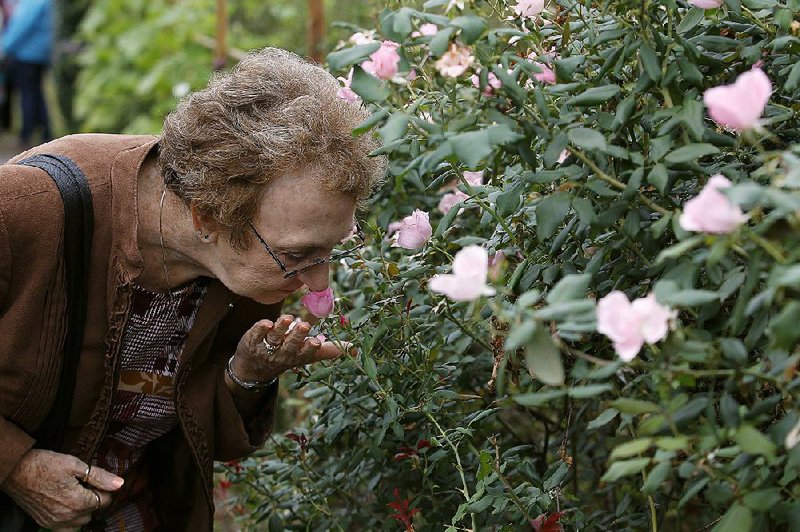 Henrietta Norman of Hot Springs stops to sniff the roses — which at P. Allen Smith’s Moss Mountain Farm actually smell like roses — during the 30th birthday celebration for the Arkansas Master Gardeners on Oct. 13. 