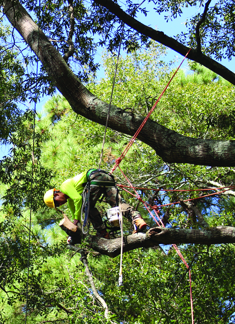 Trimming trees away from power lines