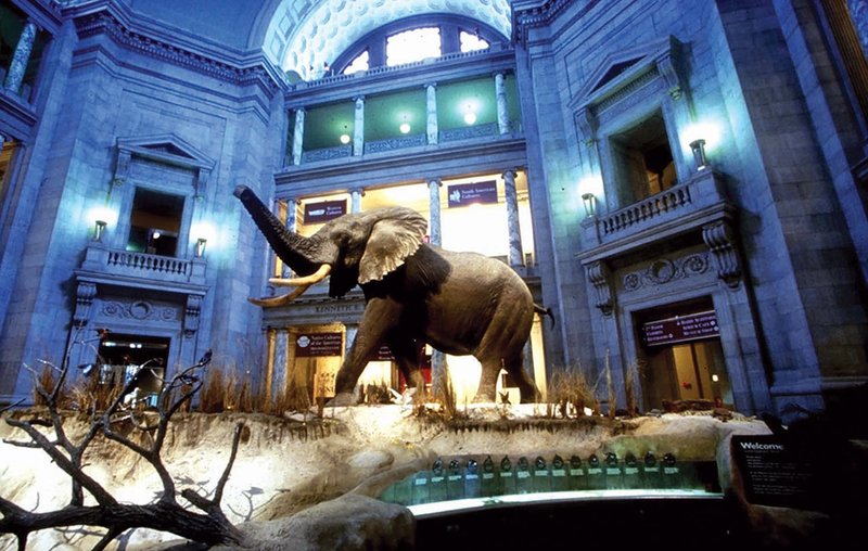 An African bull elephant, the largest game animal ever mounted by a taxidermist, greets visitors in the National Museum of Natural History rotunda.