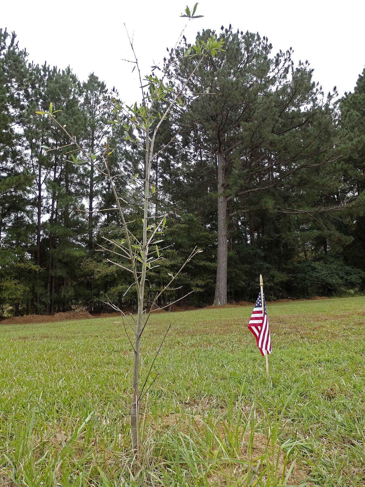 WWI Memorial Tree dedicated at American Legion Post 10 | El Dorado News