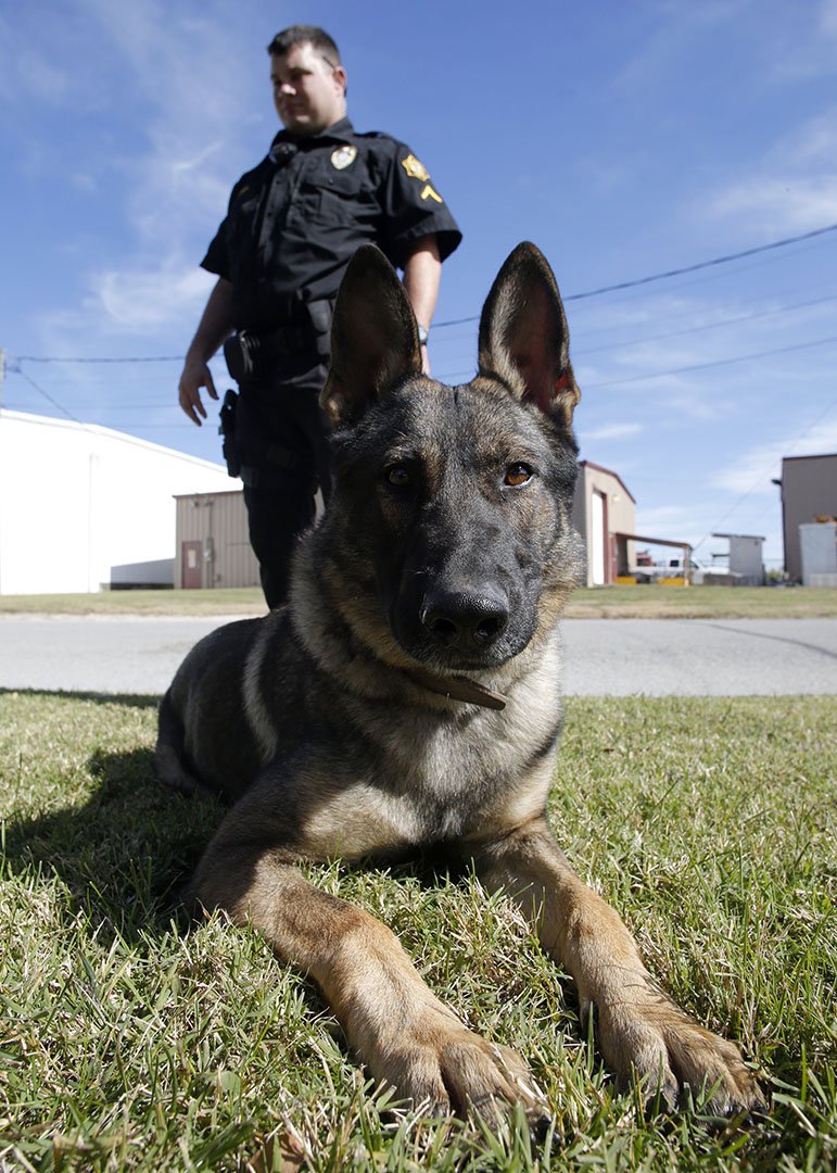 NWA Democrat-Gazette/DAVID GOTTSCHALK Patrolman First Class David Reed and his partner Rizo, a 19-month-old German shepherd, are both new to the Springdale Police Department's dog program. Rizo and all the department's dogs are trained for tracking, area and building searches, article and evidence recovery and narcotics detection, Reed explained.