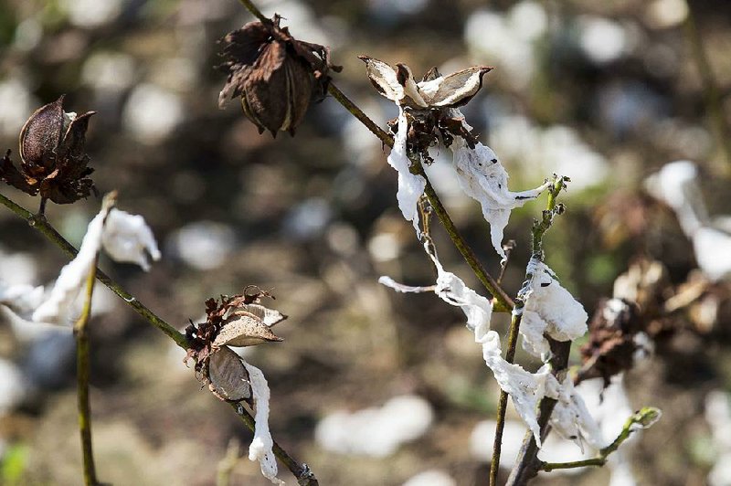 This cotton plant near Newton, Ga., was damaged earlier this month when Hurricane Michael tore through the state, devastating cotton fields, pecan groves and other crops.