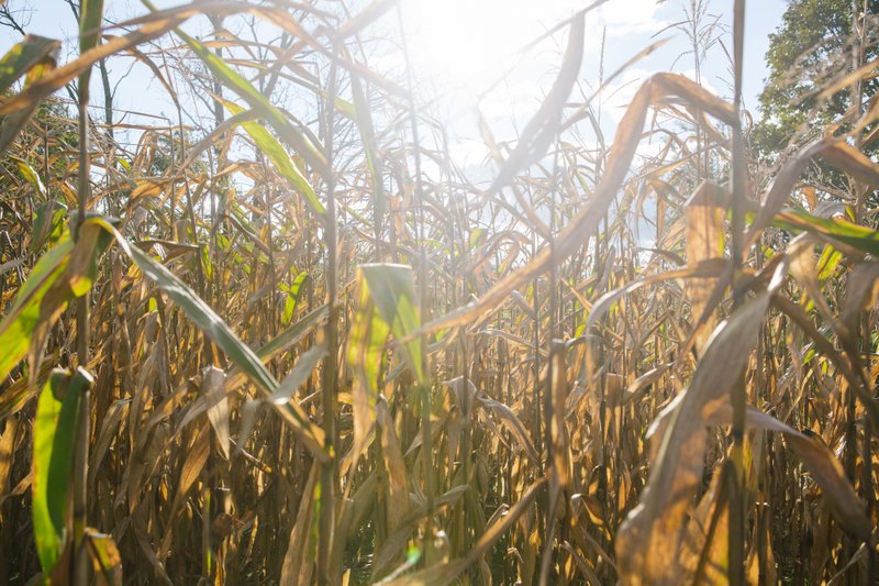 Cornstalks stand at an orchard in Pennsylvania in October; more than a dozen environmental and conservation groups filed a petition this week alleging that the EPA is illegally looking the other way as farmers plow over prairies and wetlands to grow corn. 