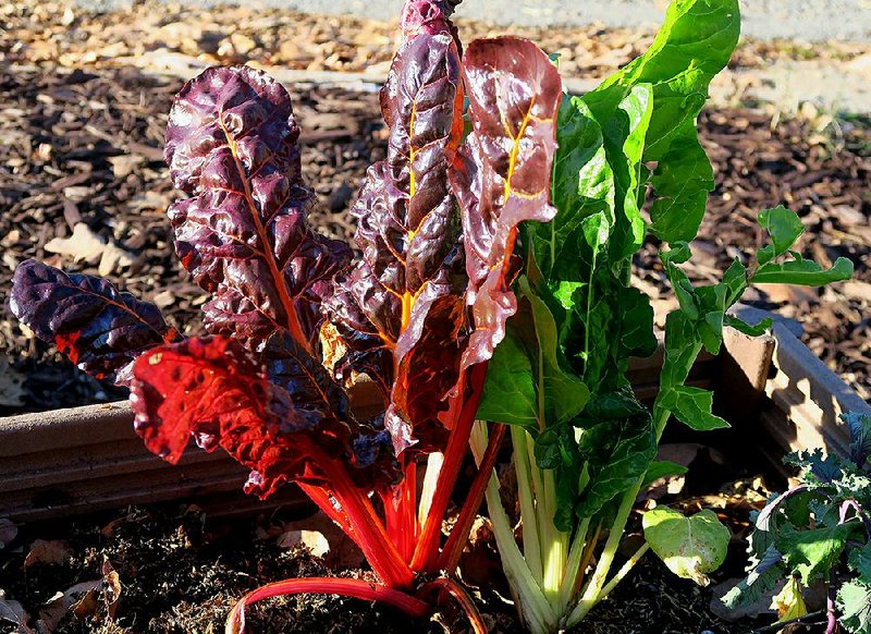 Swiss chard is an edible ornamental that does well in Arkansas almost year-round but thrives in the cool months. 