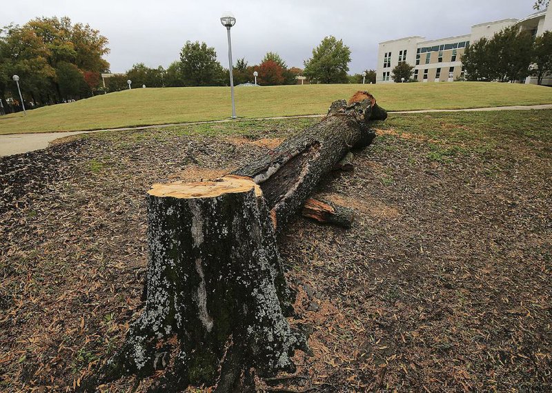 A recently cut tree rests on the ground Thursday near the William F. Laman Public Library in North Little Rock. The city stopped the removal of large willow oaks from the library’s plaza earlier in the week so an assessment of the health of trees can be done. 
