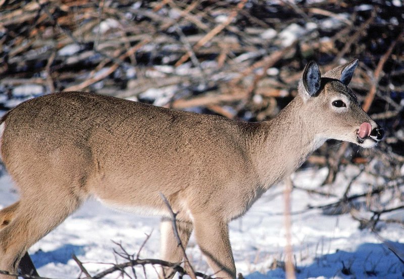 It might seem that a long spell of cold winter days would cause deer to starve, but animals like this whitetail doe are adapted to survive even harsh conditions without human intervention.