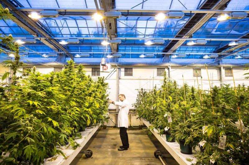 The GW Pharmaceuticals cannabis facility in Sittingboune, England. 