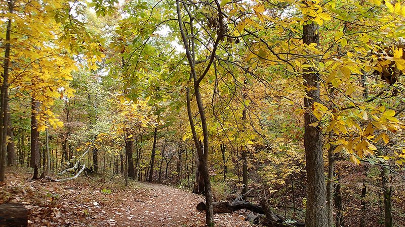 Trees along the Shaddox Hollow Trail at Hobbs State Park-Conservation Area put on a dazzling autumn display.
