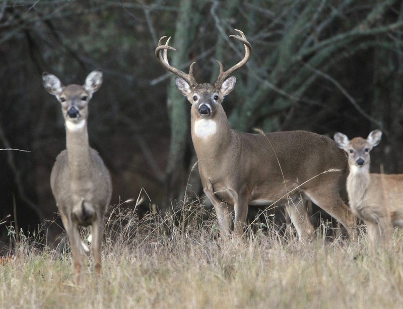 Courtesy photo/ARKANSAS GAME AND FISH COMMISSION Bucks and does will be in hunters' sites when modern gun deer season opens on Saturday.