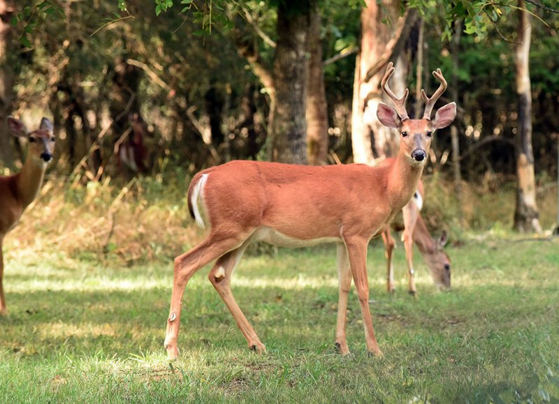 NWA Democrat-Gazette/FLIP PUTTHOFF A buck's antlers are covered in velvet during summer and early fall. The velvet brings food to the antlers as they grow. Bucks rub their antlers on trees to remove the velvet after it dies and dries up.