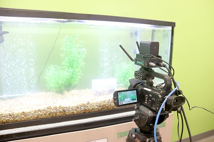 LYNN KUTTER ENTERPRISE-LEADER This camera is set up in the classroom of Farmington High School teacher Hailey Spears so that viewers can watch trout grow in the aquarium through a live videostream available 24 hours a day, seven days a week. Technology Director Jerod Morrison said the school is able to provide opportunities like this because of the increased bandwidth from PG Telco.