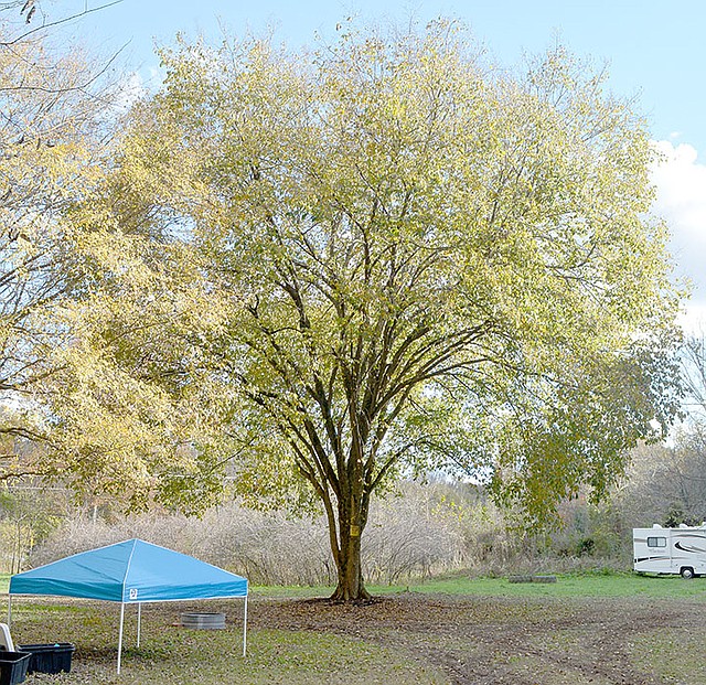 Keith Bryant/The Weekly Vista Beth Day, co-owner of Hole in the Wall NWA, said this tree, located near the middle of a clearing on the property, could make a nice gathering space.