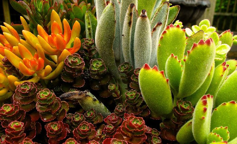 Indoor gardens with their miniature low maintenance plants thrive in small spaces making them a natural fit for succulents. 