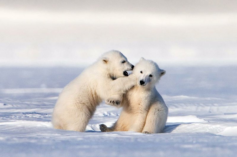 A pair of polar bear cubs, led by their mother, make a perilous journey to find food in Nature: Snow Bears. It airs on AETN at 7 p.m. Nov. 28.
