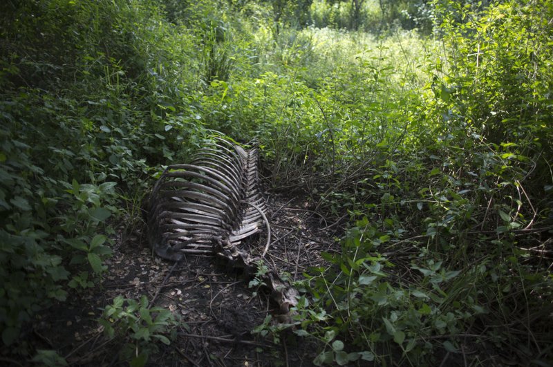 In this Oct 26, 2018 photo, the skeleton of a horse called Miss Congeniality lies in the corner pasture of the sprawling campus at the Central University of Venezuela in Maracay, in Venezuela.Thieves overnight had hopped the fence, slaughtered the beloved horse and made off with her meat either to sell or feed their hungry families. (AP Photo/Ariana Cubillos)