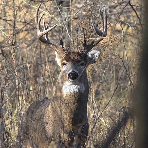 Modern gun deer season begins Saturday