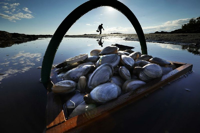 A recent study says climate change is harming populations of valuable species of East Coast shellfish such as the softshell clams Mike Suprin, of Rollinsford, N.H., fishes for in this file photo. 