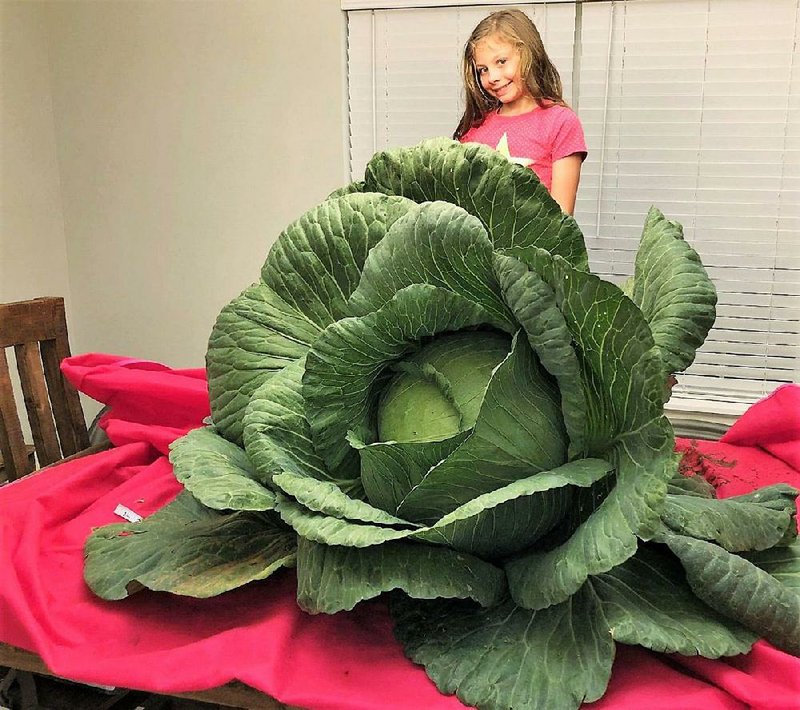 Vegging out: Allie Martin of Malvern poses with her prize-winning cabbage. 