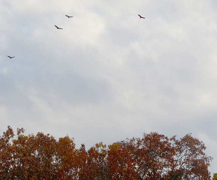 Keith Bryant/The Weekly Vista A quartet of turkey vultures fly above colorful treetops as the last of the leaves hang on.