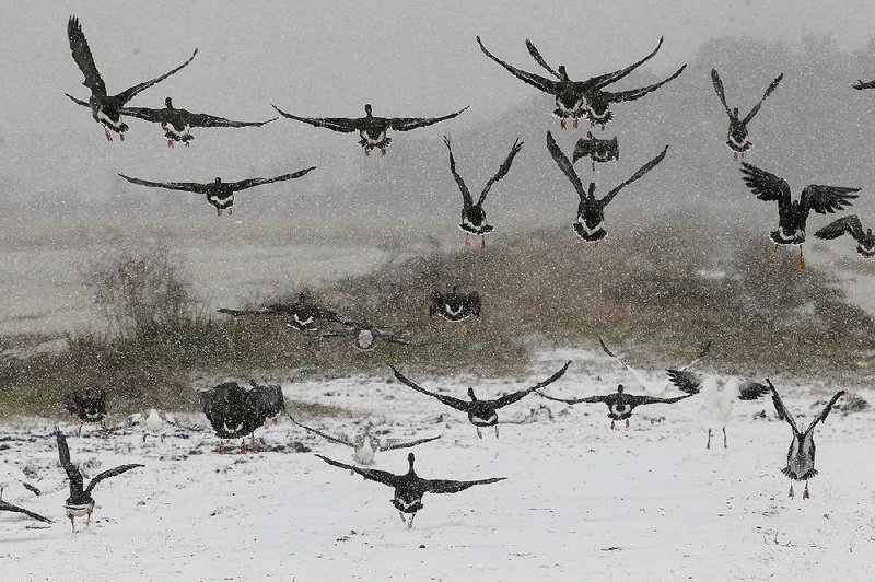 A flock of geese takes flight from a snowy field east of Humnoke on Wednesday. (CORRECTION: An earlier version of this caption misidentified the species of bird in the photo).