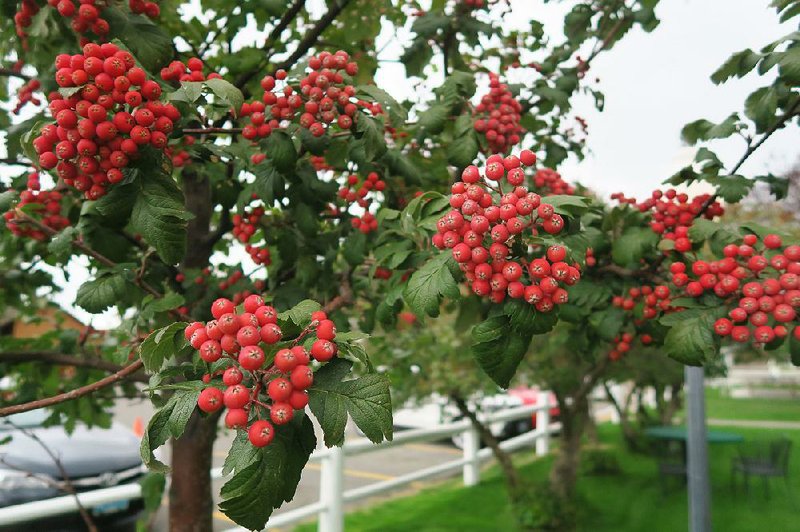 Like vibrant holly berries and viburnum drupes, some varieties of hawthorn offer bird nutrition as well as striking color for the landscape. 