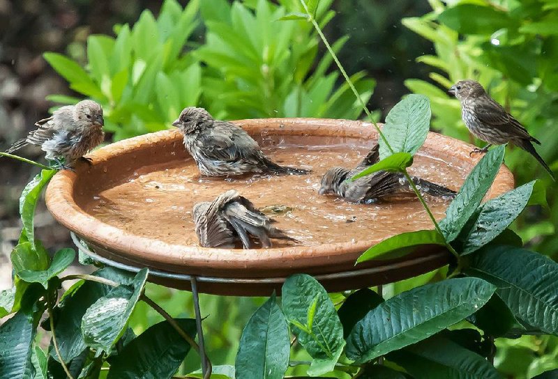 Five finches make this birdbath a “Finch Riviera.”