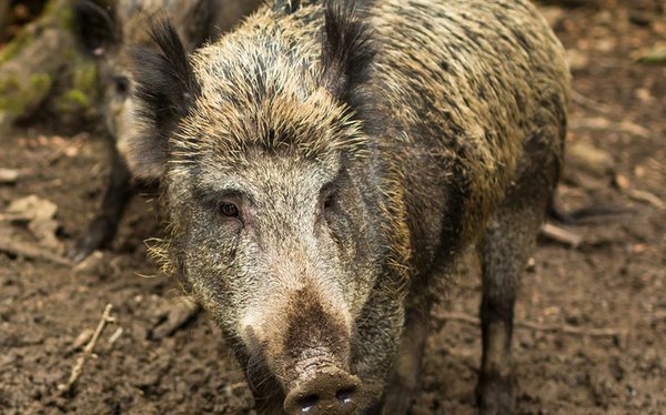 Feral hogs out in force this season | El Dorado News