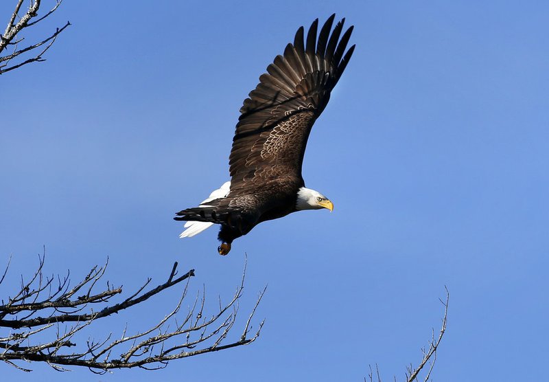 FILE-In this March 31, 2015 file photo, a bald eagle takes flight in Newcastle, Maine. Bald eagles are in the midst of record population growth in the northern New England states and could find themselves removed from all state endangered lists. (AP Photo/Robert F. Bukaty)