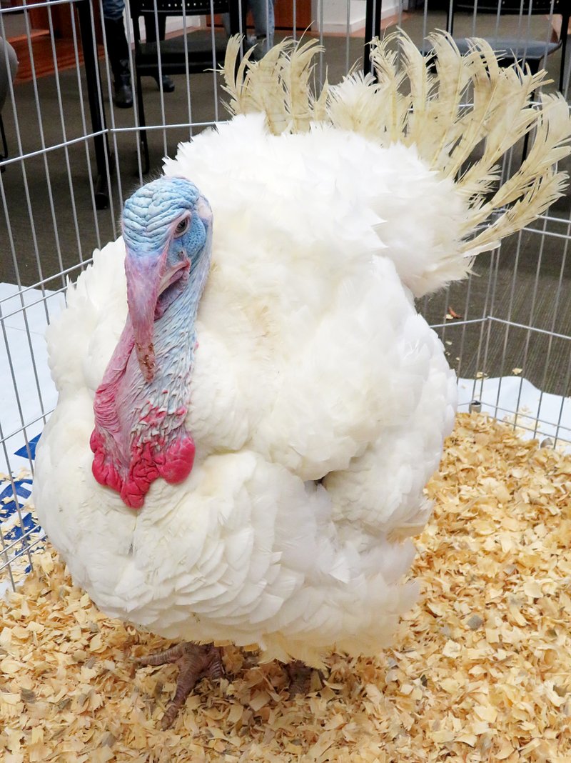 This lucky turkey was officially named "Lucky" and pardoned by Gentry Mayor Kevin Johnston on Monday, Nov. 19, 2018, at ceremonies at Gentry Public Library. As a result of his pardon, Lucky will live out his days at the Gentry Wild Wilderness Safari instead of being the guest of honor on a Thanksgiving table.