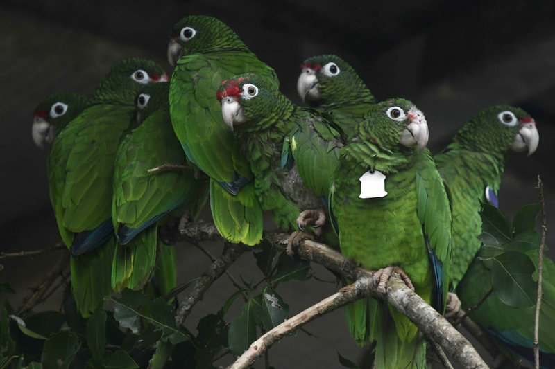 In this Nov. 6, 2018 photo, Puerto Rican parrots huddle in a flight cage at the Iguaca Aviary in El Yunque, Puerto Rico, where the U.S. Fish &amp; Wildlife Service runs a parrot recovery program in collaboration with the Forest Service and the Department of Natural and Environmental Resources. Biologists are trying to save the last of the endangered Puerto Rican parrots after more than half the population of birds disappeared when Hurricane Maria hit Puerto Rico and destroyed their habitat and food sources. (AP Photo/Carlos Giusti)